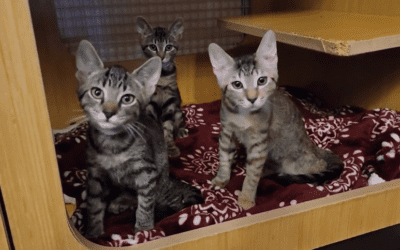 KHON2: Now Is the Time to Adopt a Furry Friend