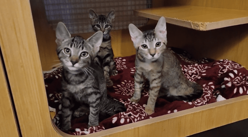 Dogs and cats at MHS need your help-seeking temporary homes