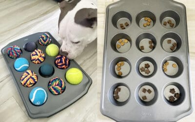 Fear Free Happy Homes: Dogs 102: Home Life