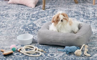 Dr. Kenneth Martin: Before You Get Your New Pet: Plan for Success