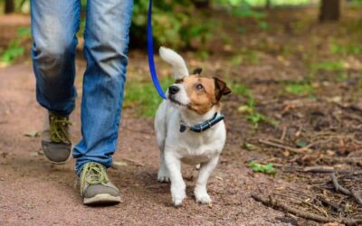 Fear Free Happy Homes: Dog Walking: How to Make It Great for Both of You