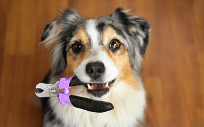 Fear Free Happy Homes: Nail Trimming