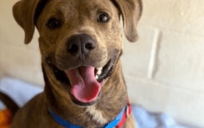 KITV4: Dogs and cats at MHS need your help-seeking temporary homes
