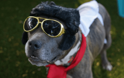 KHON2: Maui Humane Society Staff, Animals Get into the Spooky Spirit for Halloween