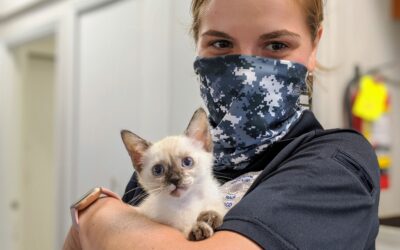 KHON2: Maui Humane Society Opens Its Doors Every Day for Adoptions