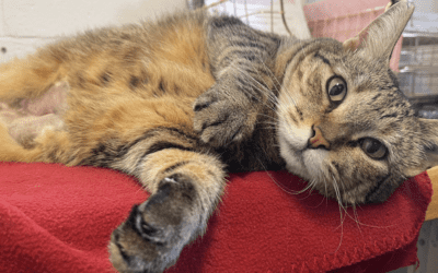 Maui Now: Maui Humane Society Reopens Shelter to Public