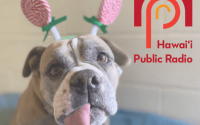 Hawai’i Public Radio: Give a Maui dog a temporary home for the holidays