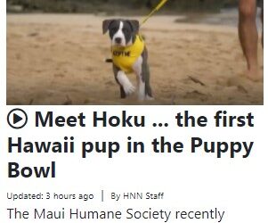 Hawaii News Now: Meet Hoku … the first Hawaii pup in the Puppy Bowl
