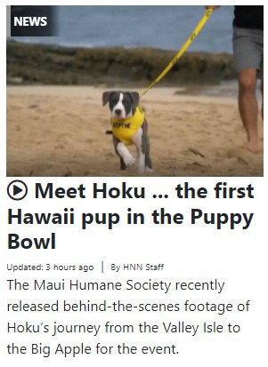 Hawaii News Now: Hoku the First Hawaiian Puppy in the PuppyBowl!