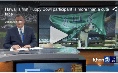 KHON2: Hawaii’s first Puppy Bowl participant is more than a cute face