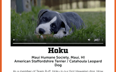 KHON2: Hoku, Hawaii’s first Puppy Bowl participant needs your votes