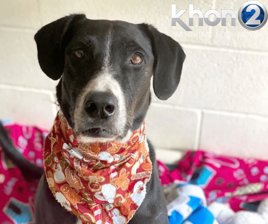 Photo of Cody in Kennel Photo of Cody in Kennel