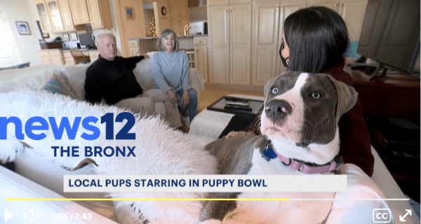 Hoku at her Forever Home with Pat and Maureen Shannon, interviewed by News 12 Hoku at her Forever Home with Pat and Maureen Shannon, interviewed by News 12