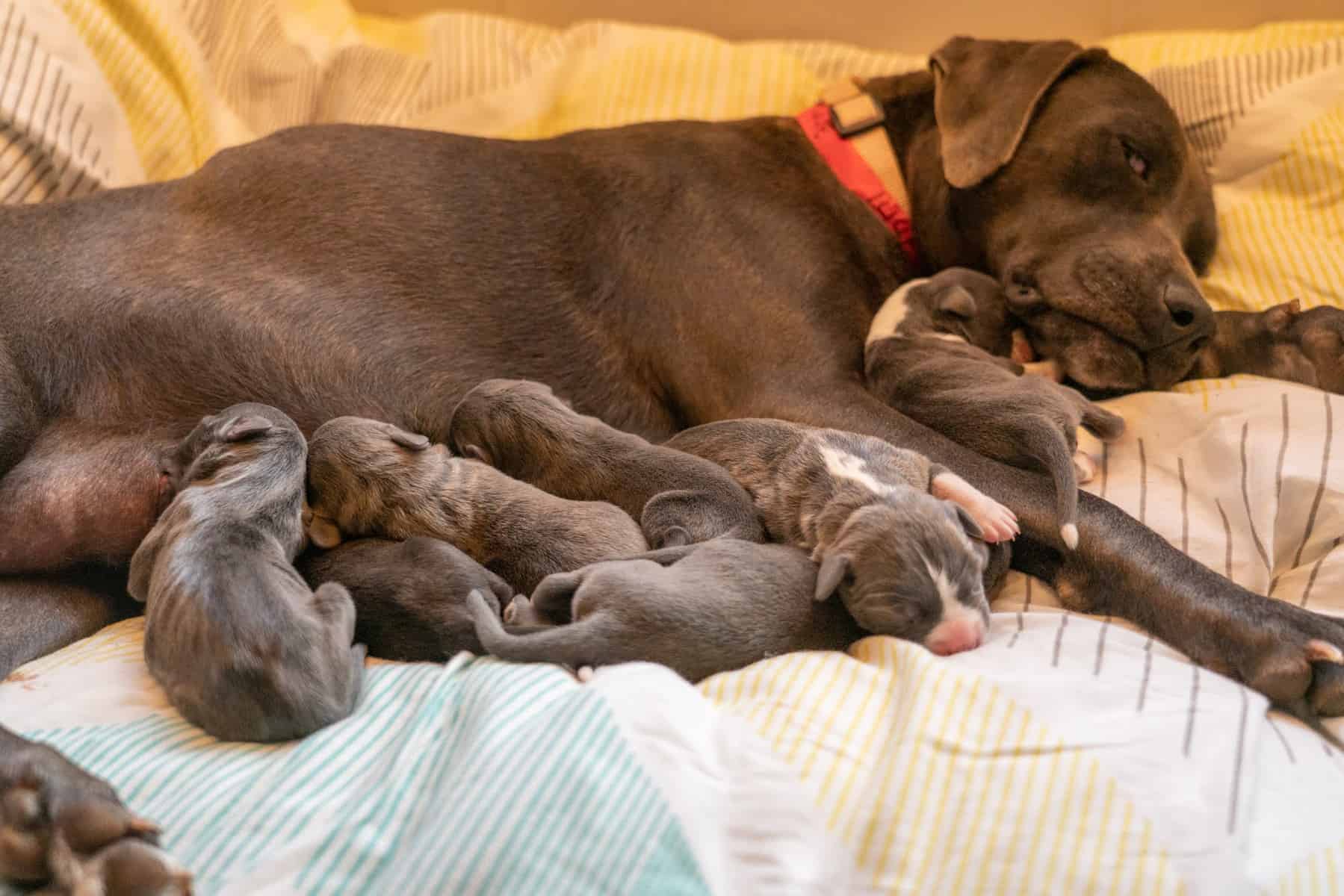 Siggi and Puppies, with Hoku on her neck