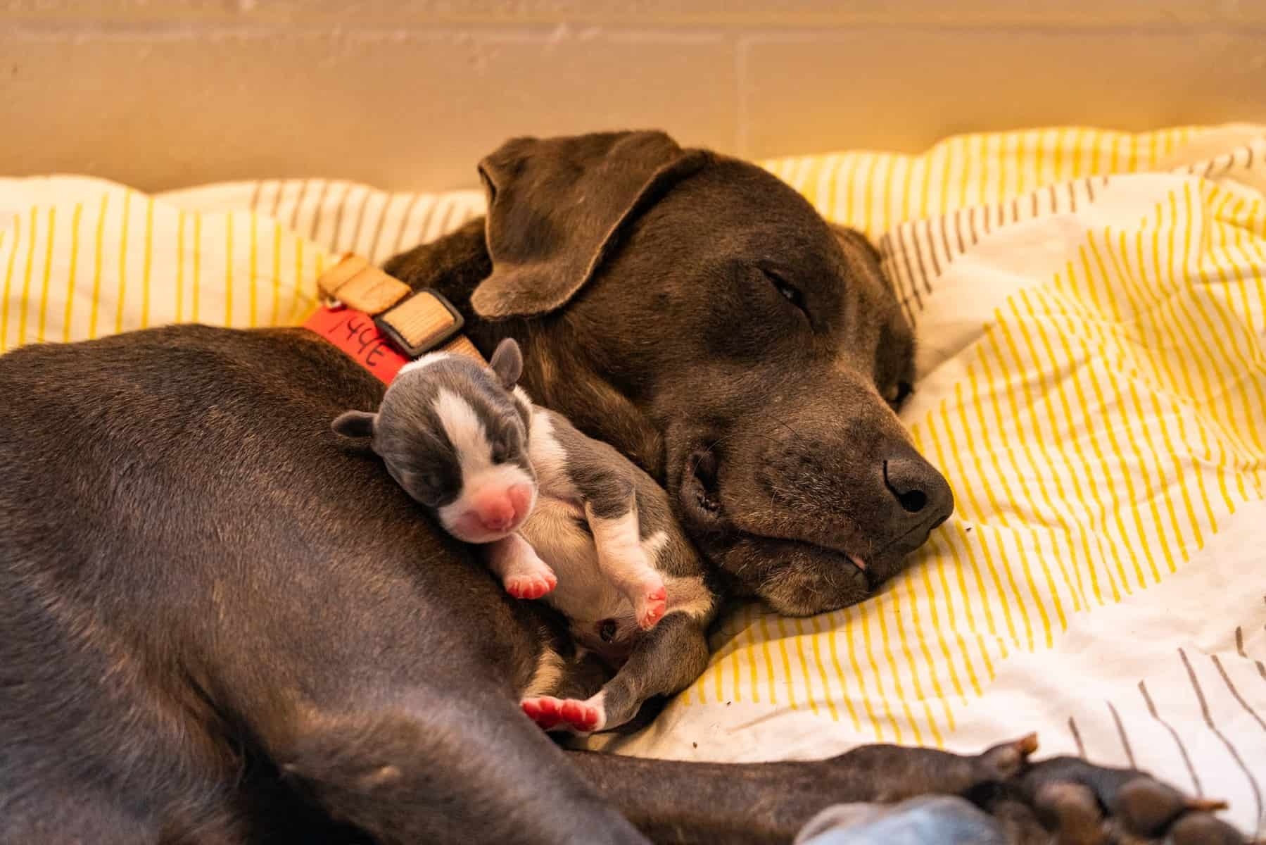 Hoku with Mama Siggi