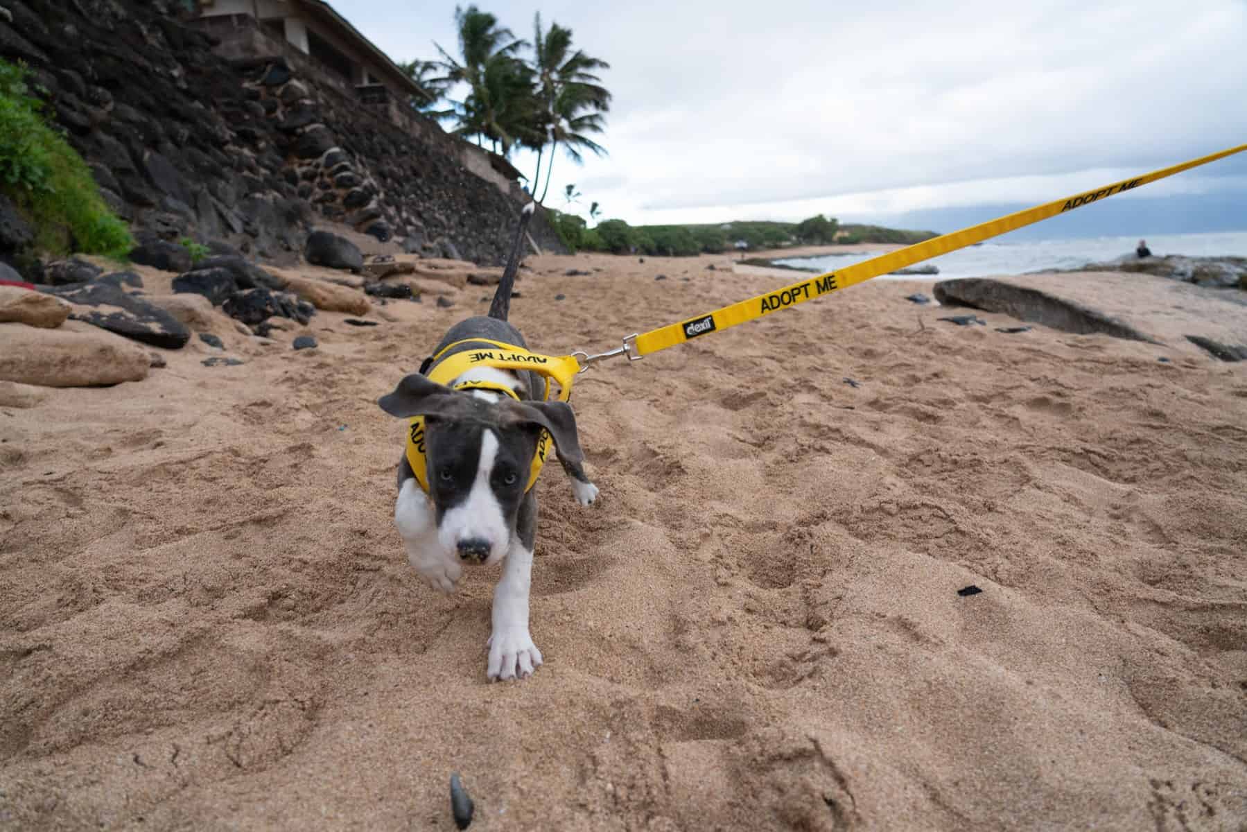 Siggi and Puppies, with Hoku on her neck