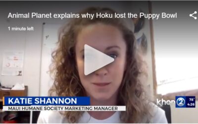 KHON2: Animal Planet explains why Hoku lost the Puppy Bowl