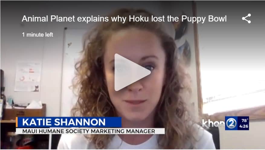 KHON2 - Animal Planet Expains why Hoku lost the PuppyBowl KHON2 - Interviewed Katie Shannon, Marketing Manager as to why Hoku did not move into the next round of Pupularity Contest