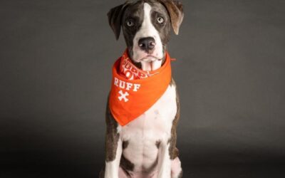 The New York Post: Puppy Bowl 2022 lineup: Meet the adoptable dogs in the game