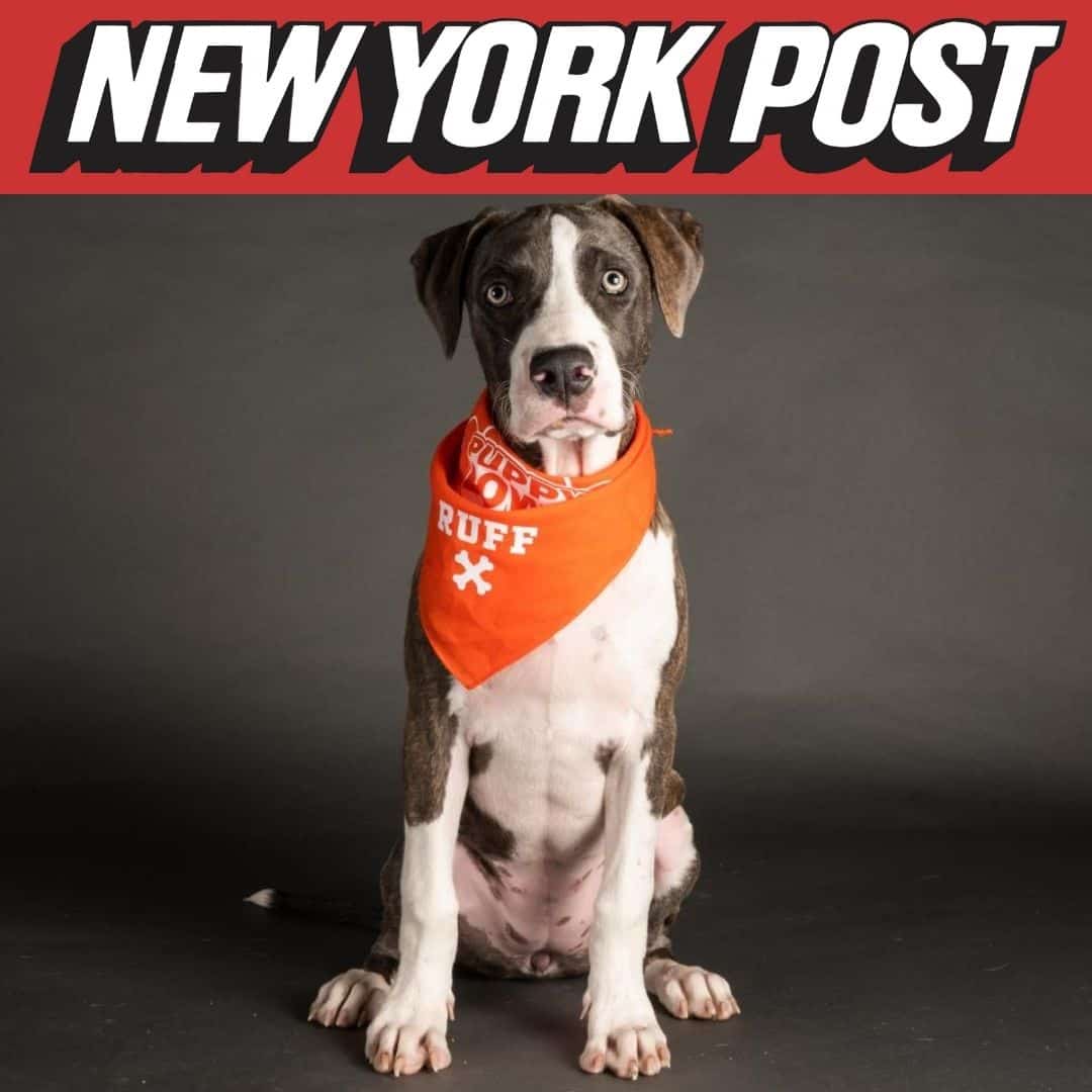 New York Post - Hoku