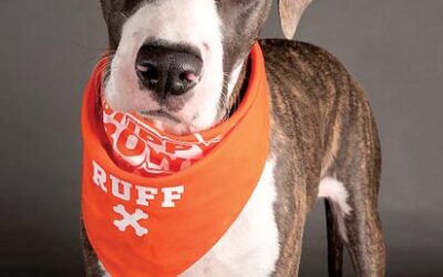 Hartford Courant: Six Connecticut rescue dogs playing in Puppy Bowl; halftime show stars 32 kittens from East Hartford shelter