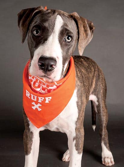 The Maui News - Hoku