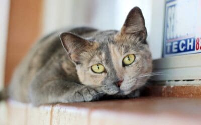 Maui Now: Maui Humane society hosts Annual Kitten Shower, April 9