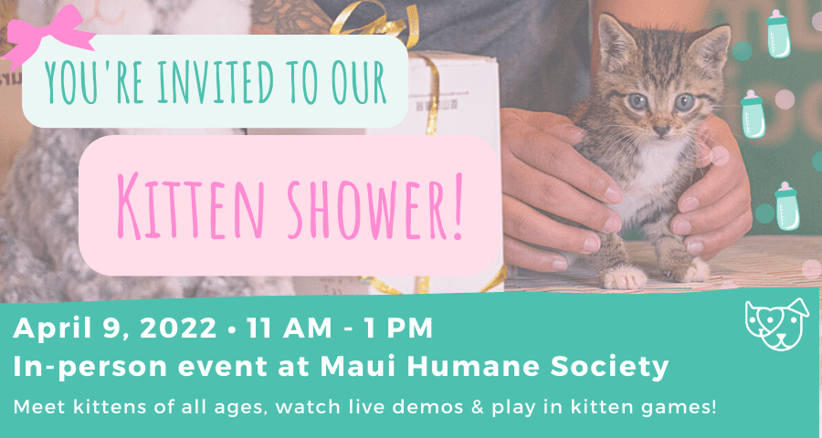 Kitten Shower 2022 (6) Kitten Shower at Maui Humane Society on April 9 11am-1pm