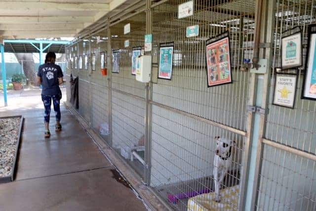 Kennels at Maui Humane Society
