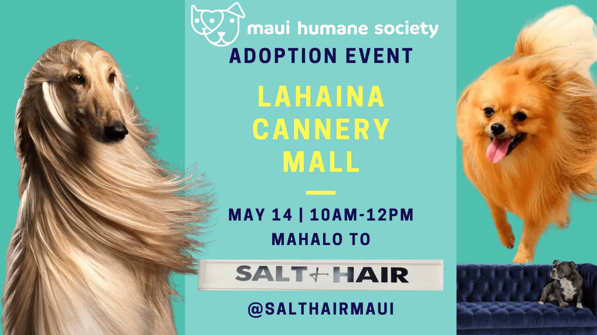 Salt & Hair Adoption Event MHS Adoption Event at Salt & Hair May 14th 10am-12pm