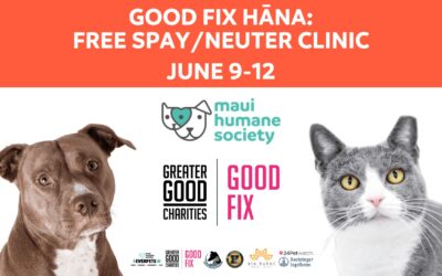 Greater Good Charities’ Good Fix Program in Partnership with Maui Humane Society Offer Free-High-Quality High-Volume Spay/Neuter Clinics to Help Effectively and Humanely Control Pet Population