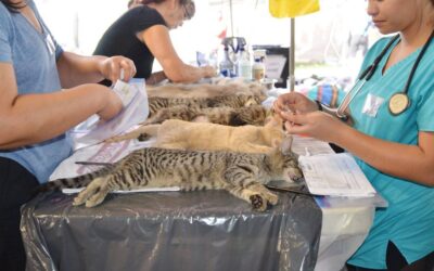 Maui Now: 500 animals to be spayed or neutered during free clinics in Hāna, June 9-12