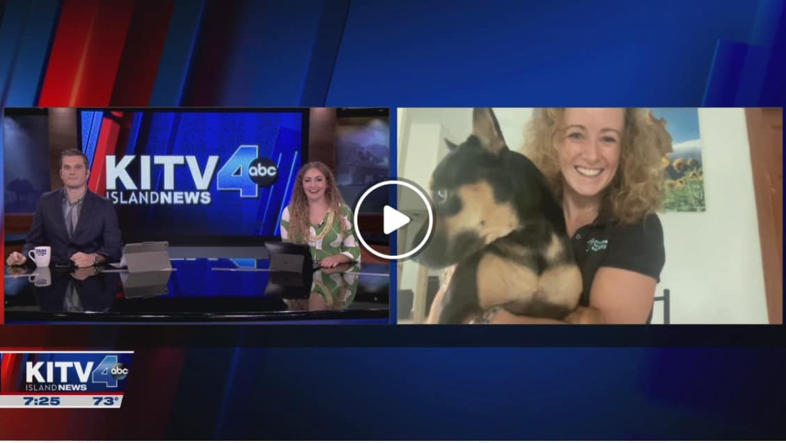 KITV Island News speaking with Katie Shannon, Director of Marketing KITV Island News speaking with Katie Shannon, Director of Marketing