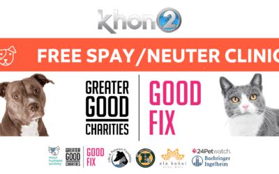 KHON2: Free spay, neuter clinics on Maui