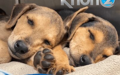 KHON2: Maui Humane Society hosting foster open house