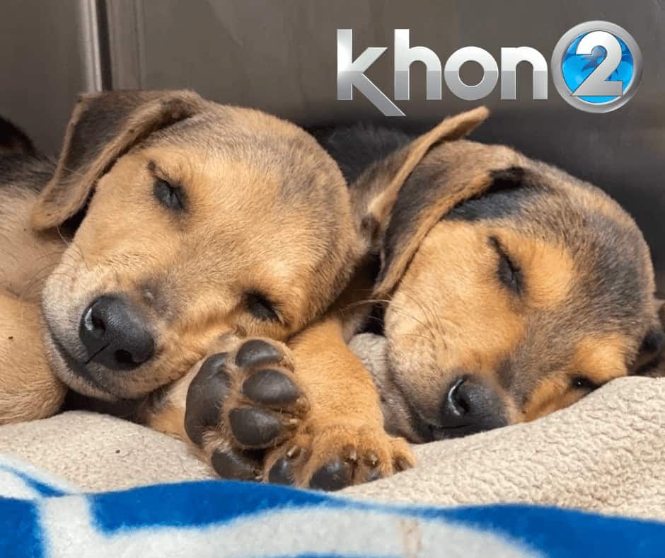 KHON2: Foster Open House on June 25, 26 KHON2: Foster Open House on June 25, 26