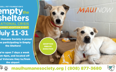 Maui Now: With 500+ animals, the Maui Humane Society is looking to Empty the Shelters