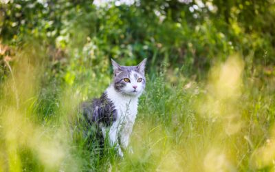 Groundbreaking Research Being Conducted to Humanely Manage Cat Population on Maui