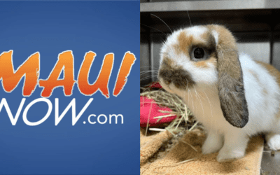 MauiNow: Maui Humane Society Surpasses Rabbit & Guinea Pig Capacity