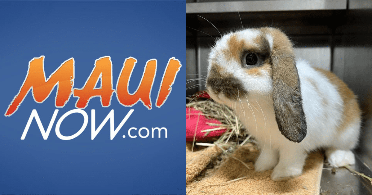 MauiNews - Website Header (1) Maui News Now - Bunny Population