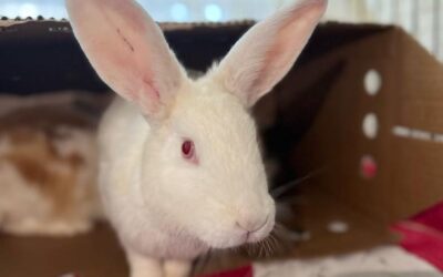 Maui Humane Society Surpasses Rabbit & Guinea Pig Capacity; Offers Free Rabbit Vaccine Clinic July 23rd