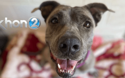 KHON2: Find a furry friend and ‘Empty the Shelters’