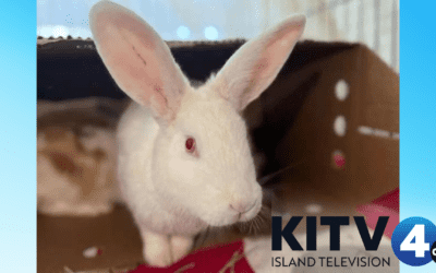 Maui (KITV4) : Maui Humane Society seeking rabbit and guinea pig adopters; providing free rabbit vaccine clinic