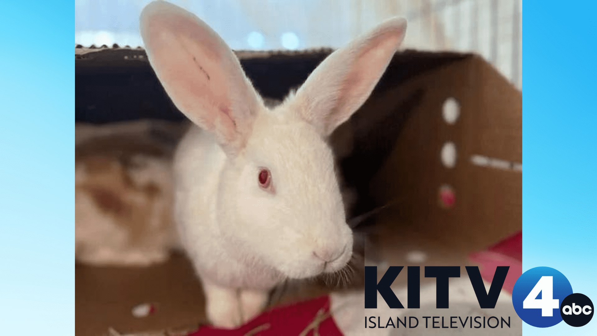 Maui Humane Society seeking rabbit and guinea pig adopters; providing free rabbit vaccine clinic Maui Humane Society seeking rabbit and guinea pig adopters; providing free rabbit vaccine clinic