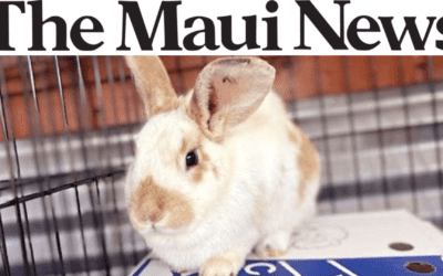 Maui News: Shelter to hold free vaccine clinic after rabbit disease found on Maui