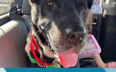 SENIOR DOGS AT MAUI HUMANE SOCIETY FETCH GRANT