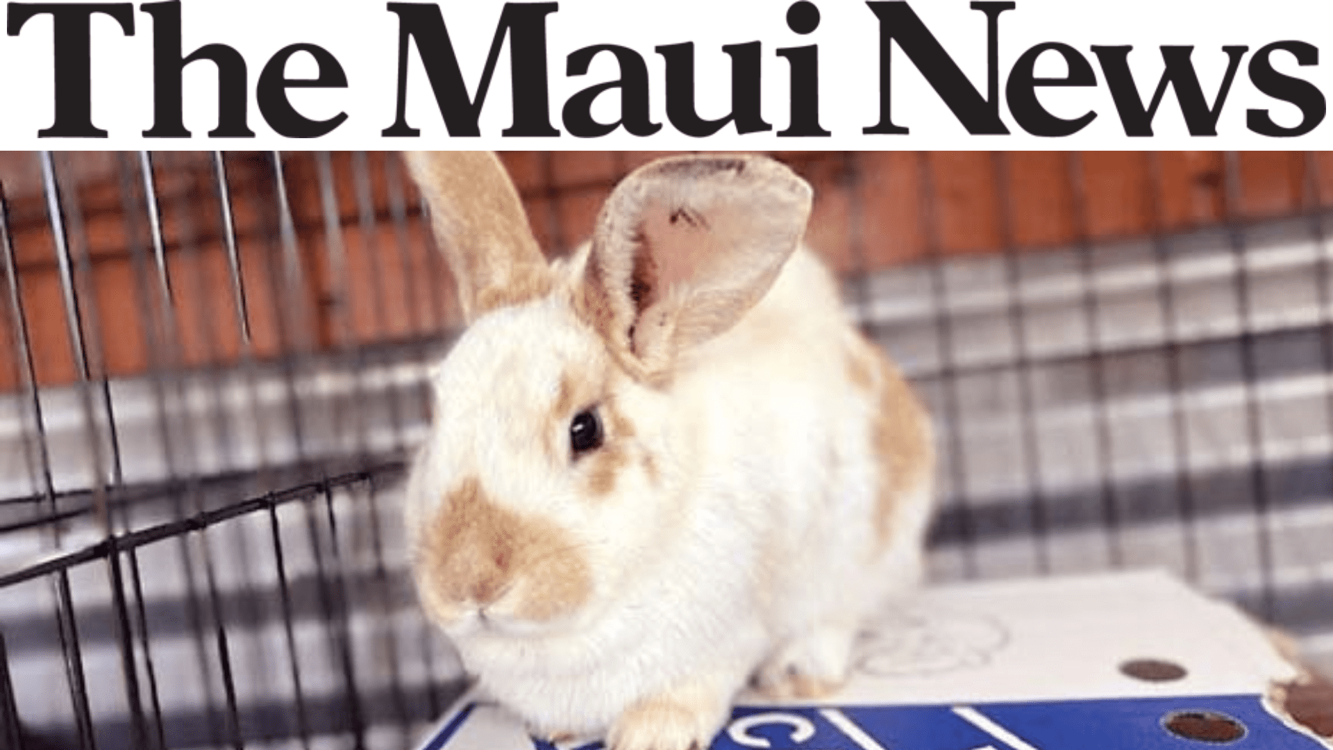 The Maui Humane Society will offer a free vaccine clinic for rabbits from 9 a.m. to 12 p.m. July 23 after the first case of a viral rabbit disease was discovered on the island last month. Hawaii’s first case of rabbit hemorrhagic disease virus, type 2, was confirmed in a 4- to 5-year-old neutered male rabbit on a Kula farm on June 17. The Maui Humane Society said it immediately put in measures to ensure the in-shelter rabbit population is safe. As of July 1, all eligible rabbits have received their first dose of the vaccine.