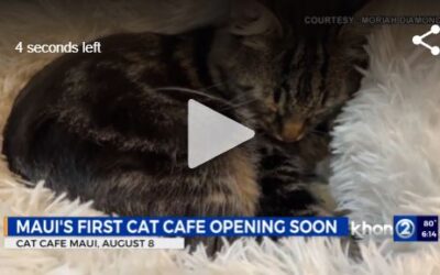 KHON2: Sneak peek inside Maui’s first cat café