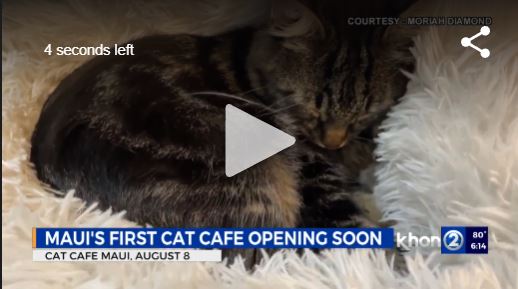 Sneak peek inside Maui’s first cat café Sneak peek inside Maui’s first cat café