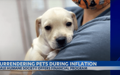 KITV News 4: Hawaii shelters at or near capacity as more people are surrendering pets